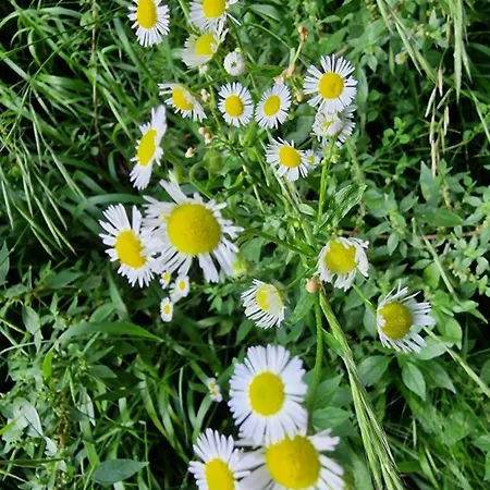 Nataly Διαμέρισμα